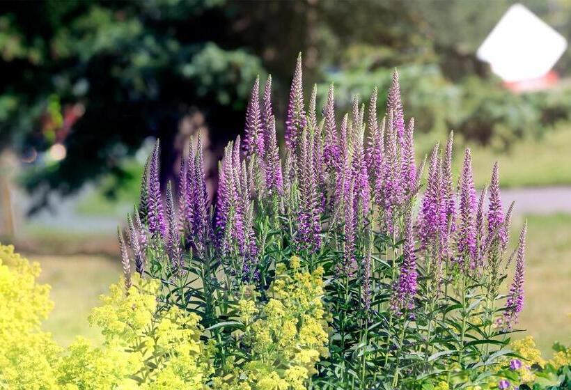 Hotel David Thompson Resort