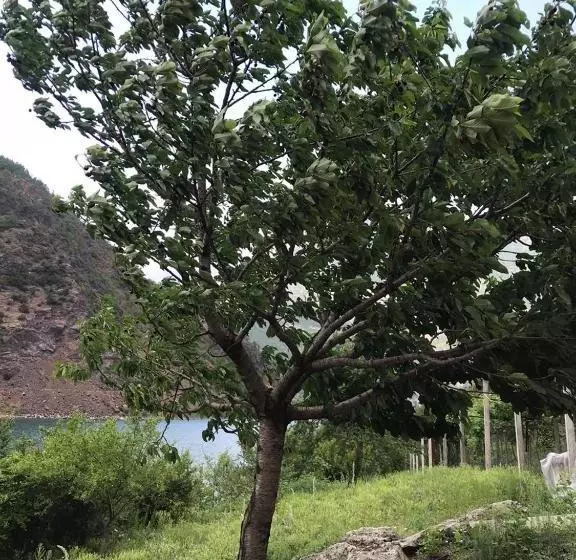 پانسیون Borealis Guest House