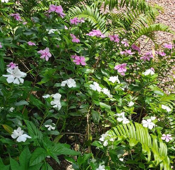 هتل Coco Bay Villa