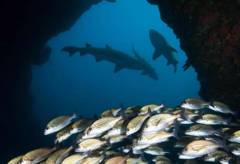 ベッドアンドブレックファースト Aliwal Dive Centre & Lodge