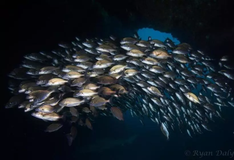 ベッドアンドブレックファースト Aliwal Dive Centre & Lodge