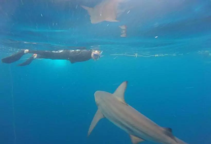 ベッドアンドブレックファースト Aliwal Dive Centre & Lodge