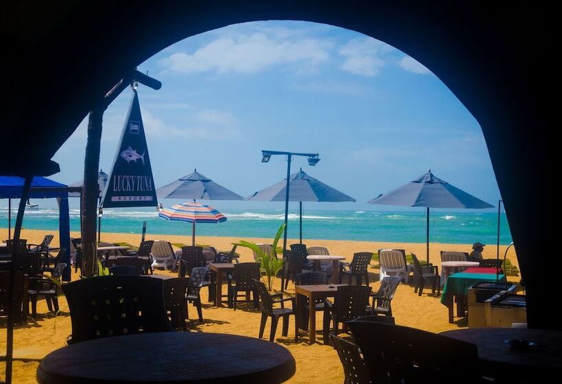 تختخواب و صبحانه Lucky Tuna