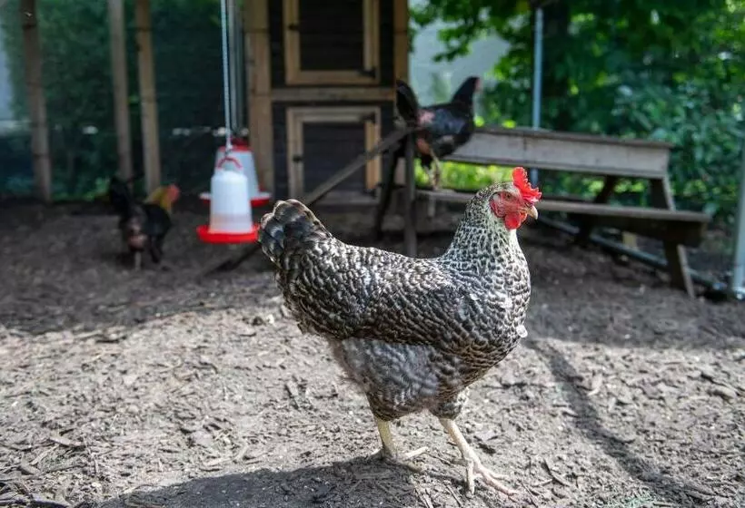 ベッドアンドブレックファースト Het Vinkenest Nijverdal