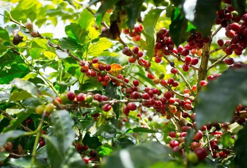 Aamiaismajoitus (B&B) Aquiares Coffee Farm Casa Hacienda La Esperanza