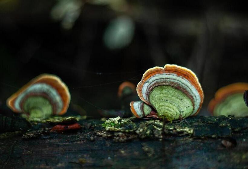 Общежитие Away With The Fairies Nature Lodge And Backpackers