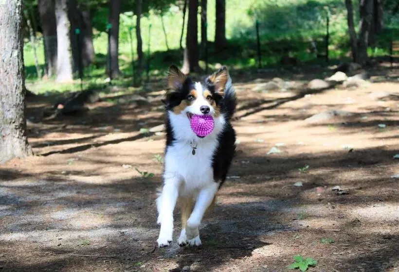 Yutorelo Tateshina Hotel With Dogs