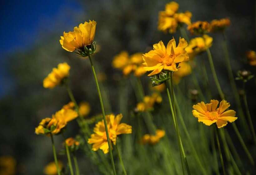 بنسيون La Petite Cour Verte