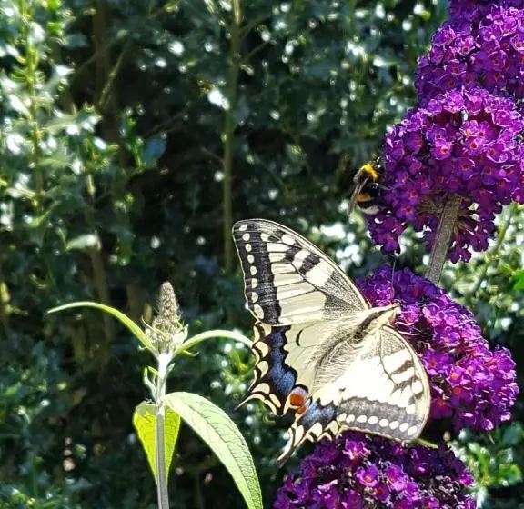 Aamiaismajoitus (B&B) Bed&breakfast Kamersven