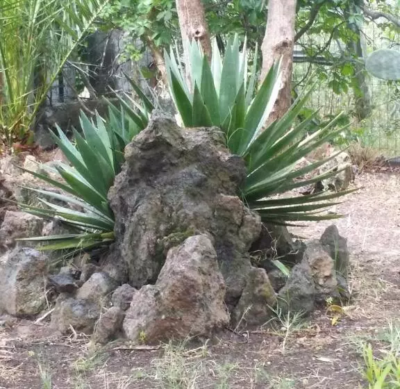 ペンション Vulcano Beach
