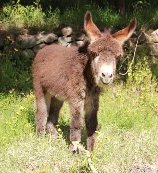 هاستل Casa De France