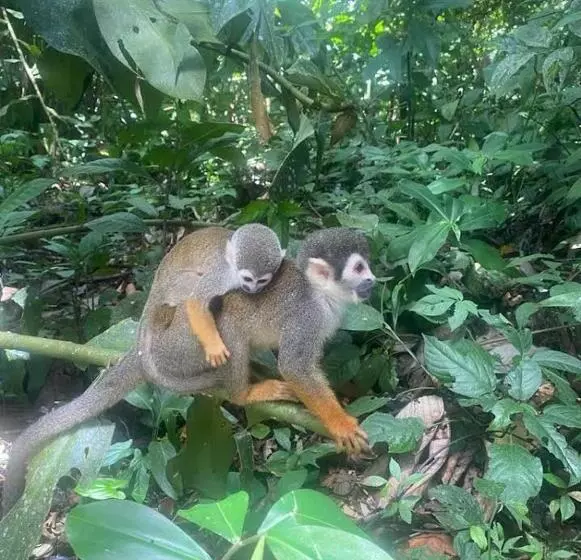 Hotelli Alto Amazonas