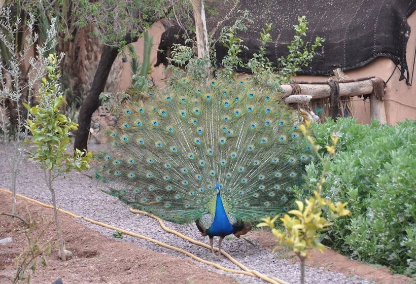 膳宿费 Ecolodge La Palmeraie