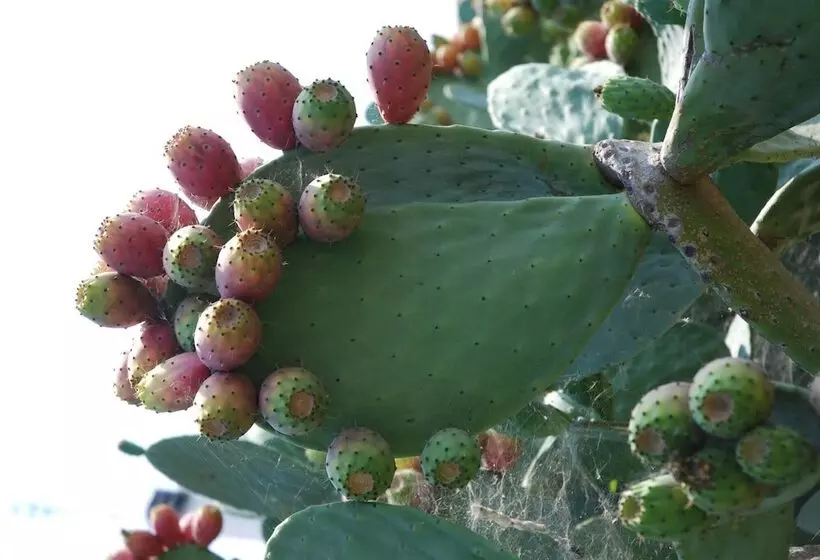 Residence Punta Cassano   In Piscina Sulla Spiaggia Di Sabbia