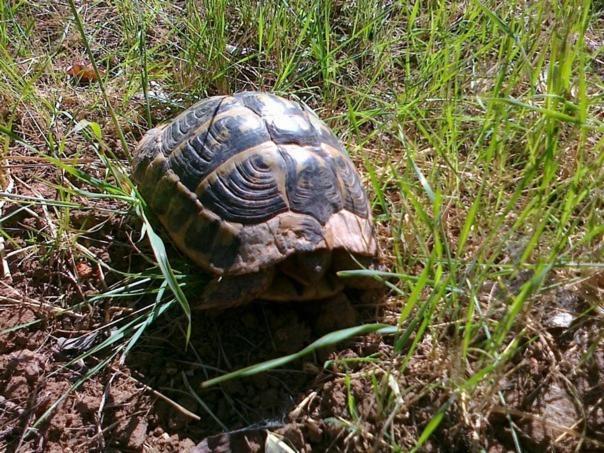 Bed and Breakfast Istentales Alghero