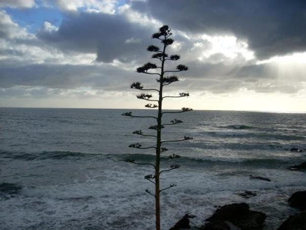 Bed and Breakfast Istentales Alghero