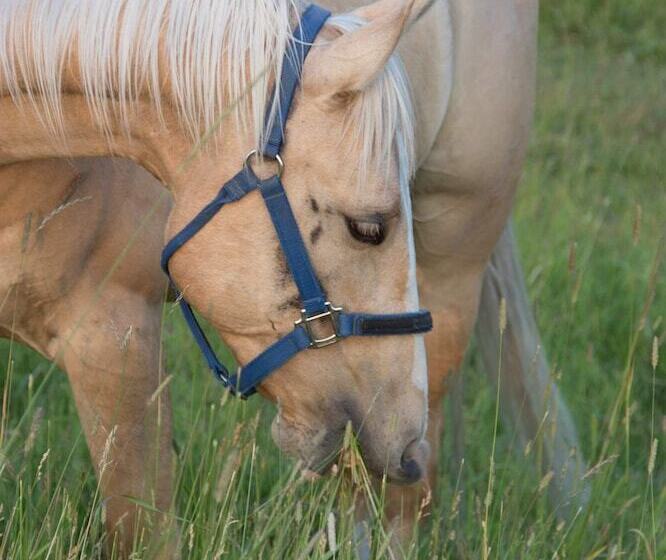 Bed and Breakfast Montana Hill Guest Ranch
