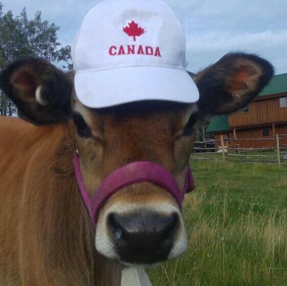 Bed and Breakfast Montana Hill Guest Ranch