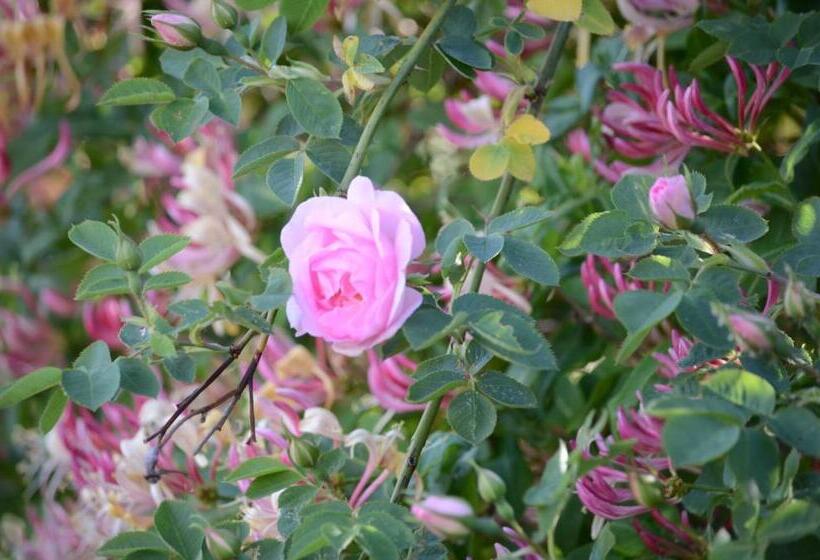 Degebergagården B&b