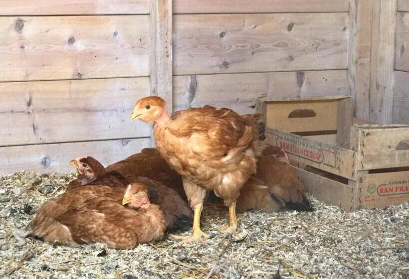 Отель Agriturismo Il Colore Del Grano