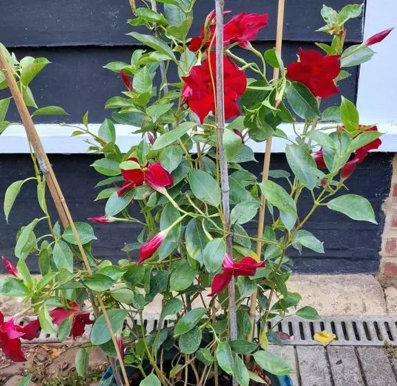 Retkeilymaja Clifton Hampden B&b