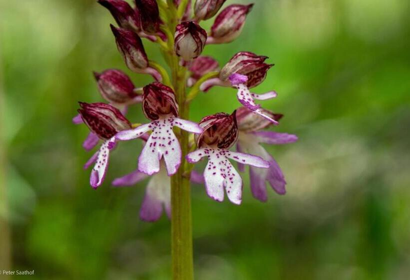 مبيت وإفطار Le Sareymond