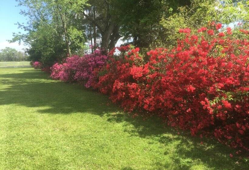 住宿加早餐  Louisiana Cajun Mansion