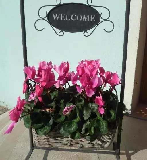 ペンション Piccolo Fiore