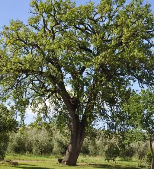 Hotelli Il Borgo Di San Michele