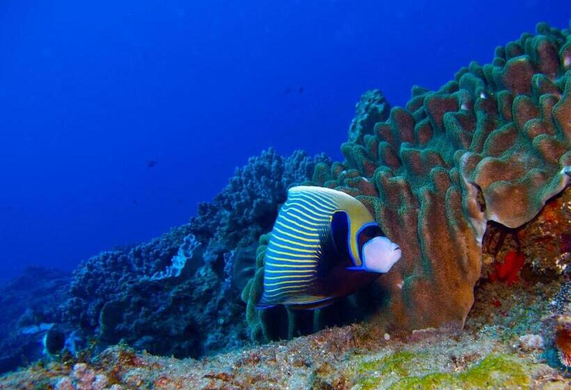 فندق Coral Divers
