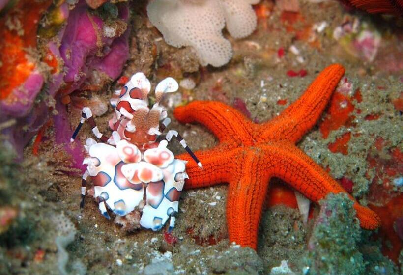 فندق Coral Divers