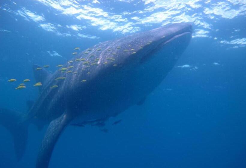 فندق Coral Divers