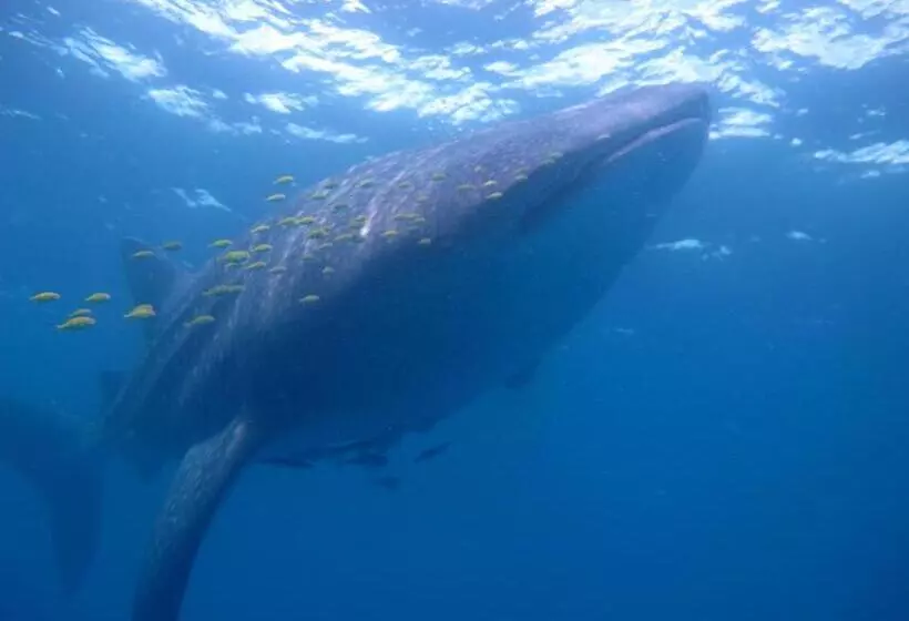 Hotelli Coral Divers