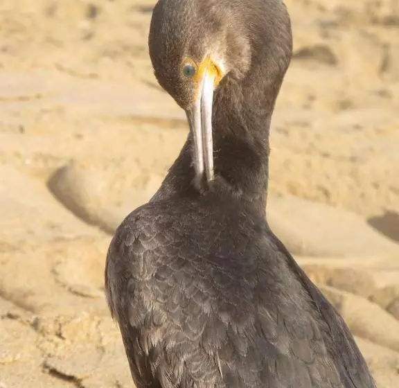 Hotelli Coral Divers