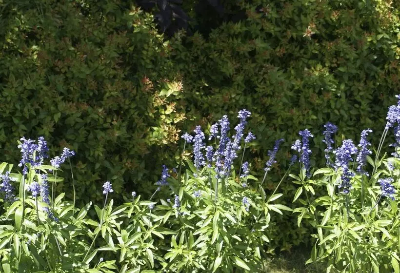 هتل San Clemente Palace Kempinski Venice