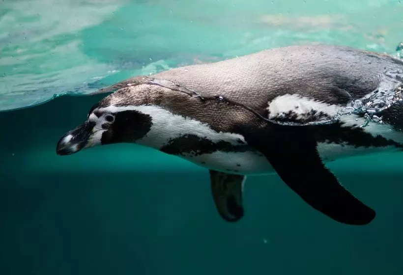 בית מלון כפרי The Originals Boutique, Hôtel Le Pillebois, Bourgenbresse Nord