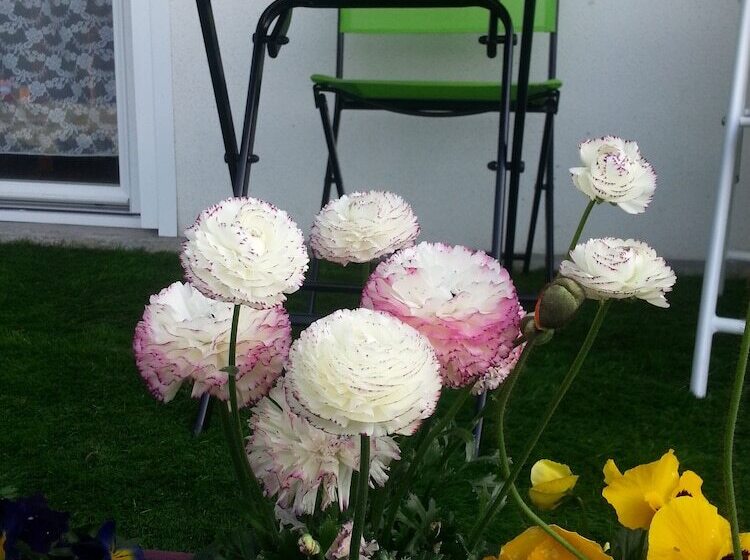 מוטל Les Jardins Du Forez