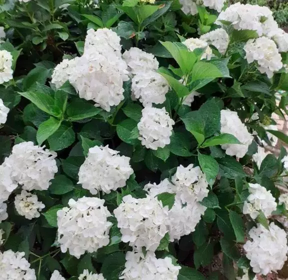 Aamiaismajoitus (B&B) Villateresa