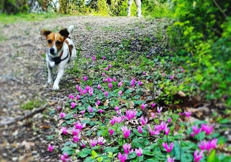 Maaseutuhotelli Agriturismo Il Poderino