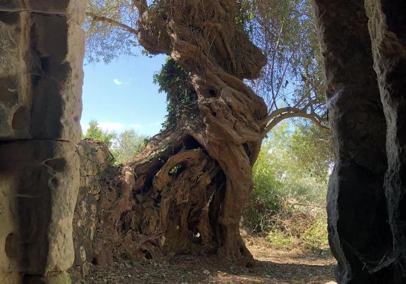 Le Case Di Don Peppino