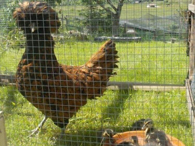 교외 호텔 Agritur Col Verde B&b