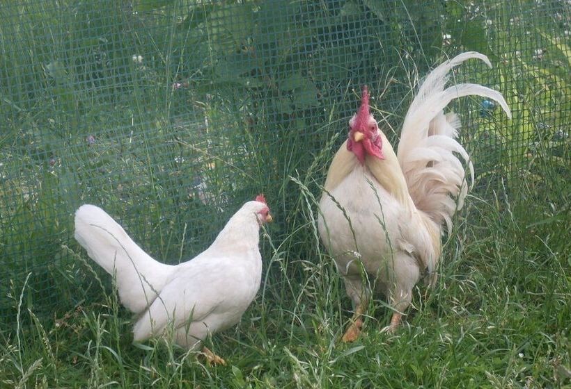 교외 호텔 Agritur Col Verde B&b