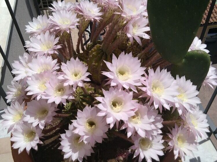 膳宿费 La Casa Del Lago Pergusa Lake Home