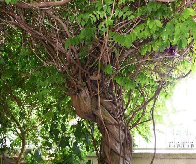 B&b Al Vecchio Glicine