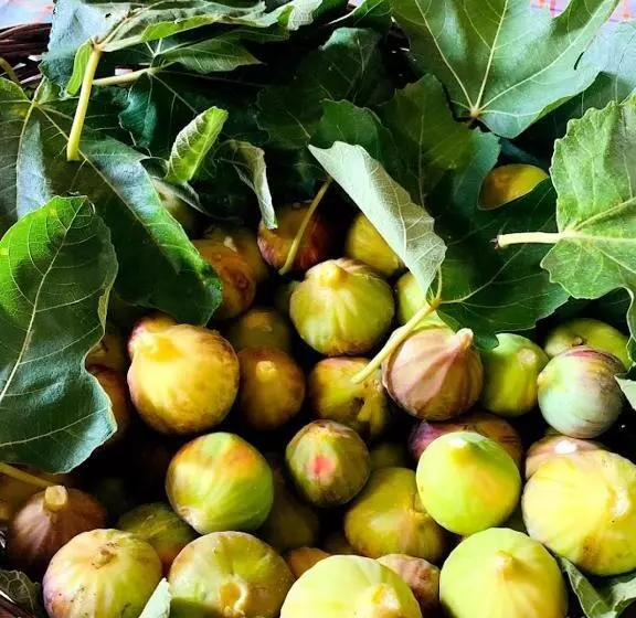 田舎風ホテル Agriturismo Carbona