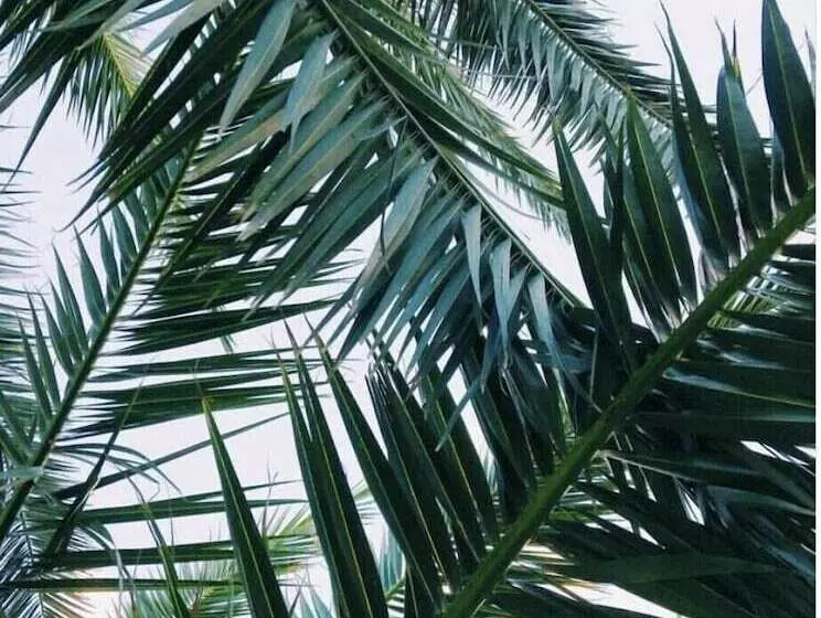 Hotelli Due Palme