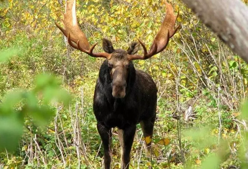 모텔 Travelodge By Wyndham Grand Falls