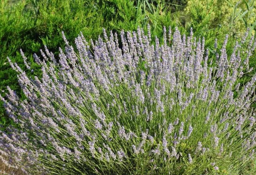 مبيت وإفطار Aigues Marines