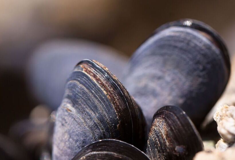 Otel Holiday Inn Express New Orleans   St Charles, An Ihg