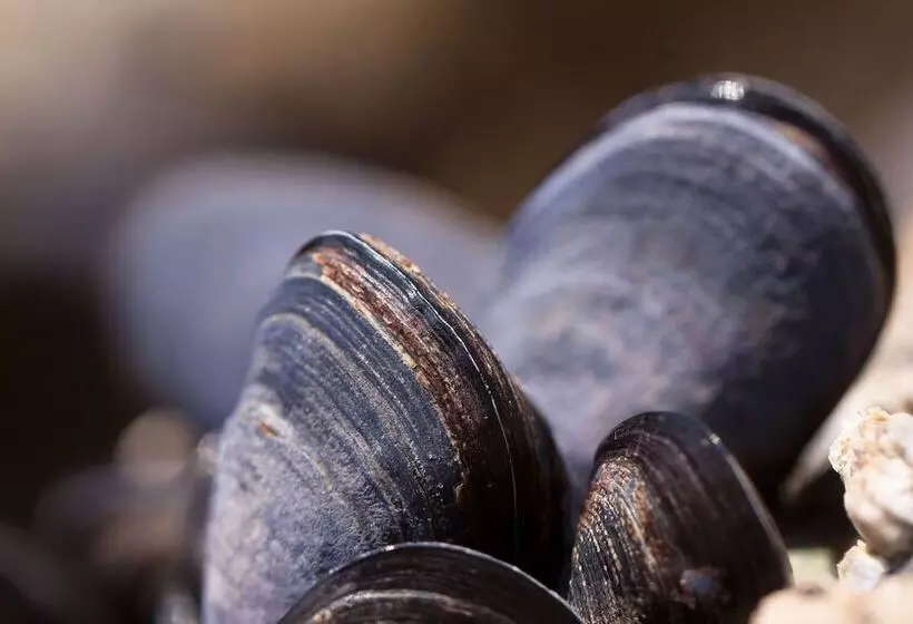 酒店 Holiday Inn Express New Orleans   St Charles, An Ihg